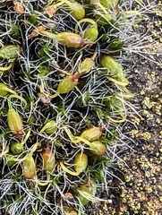 Grimmia pulvinata