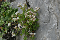 Potentilla caulescens