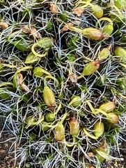 Grimmia pulvinata