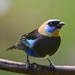 Golden-hooded Tanager - Photo (c) steven_bach, some rights reserved (CC BY-NC-SA), uploaded by steven_bach