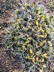 Grimmia pulvinata
