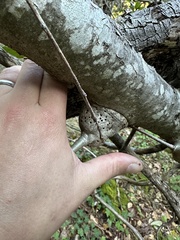 Callirhytis quercussuttoni