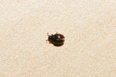 Cryptopleurum minutum