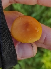 Macrocystidia cucumis latifolia