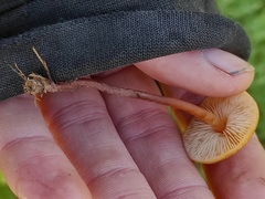 Macrocystidia cucumis latifolia