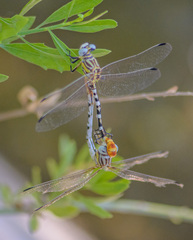 Erpetogomphus compositus