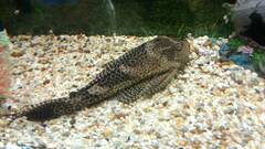 Pterygoplichthys gibbiceps