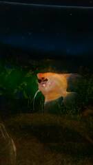 Pterophyllum scalare