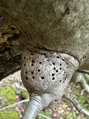 Callirhytis quercussuttoni