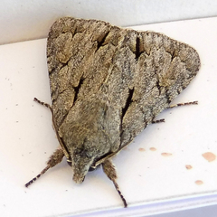 Acronicta psi