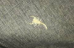 Centruroides sculpturatus