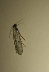 Ectomyelois ceratoniae