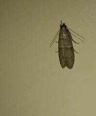 Ectomyelois ceratoniae