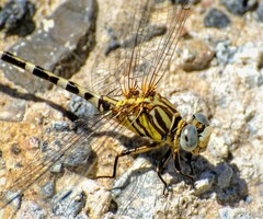 Erpetogomphus compositus