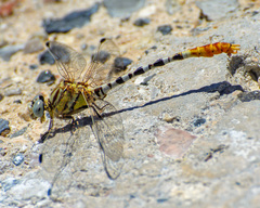 Erpetogomphus compositus