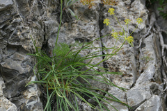 Bupleurum petraeum