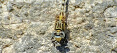 Erpetogomphus compositus