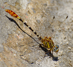 Erpetogomphus compositus