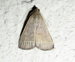 Simplicia extinctalis