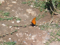 Dione vanillae maculosa