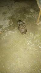 Strix mauritanica