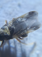 Pachygastrinae