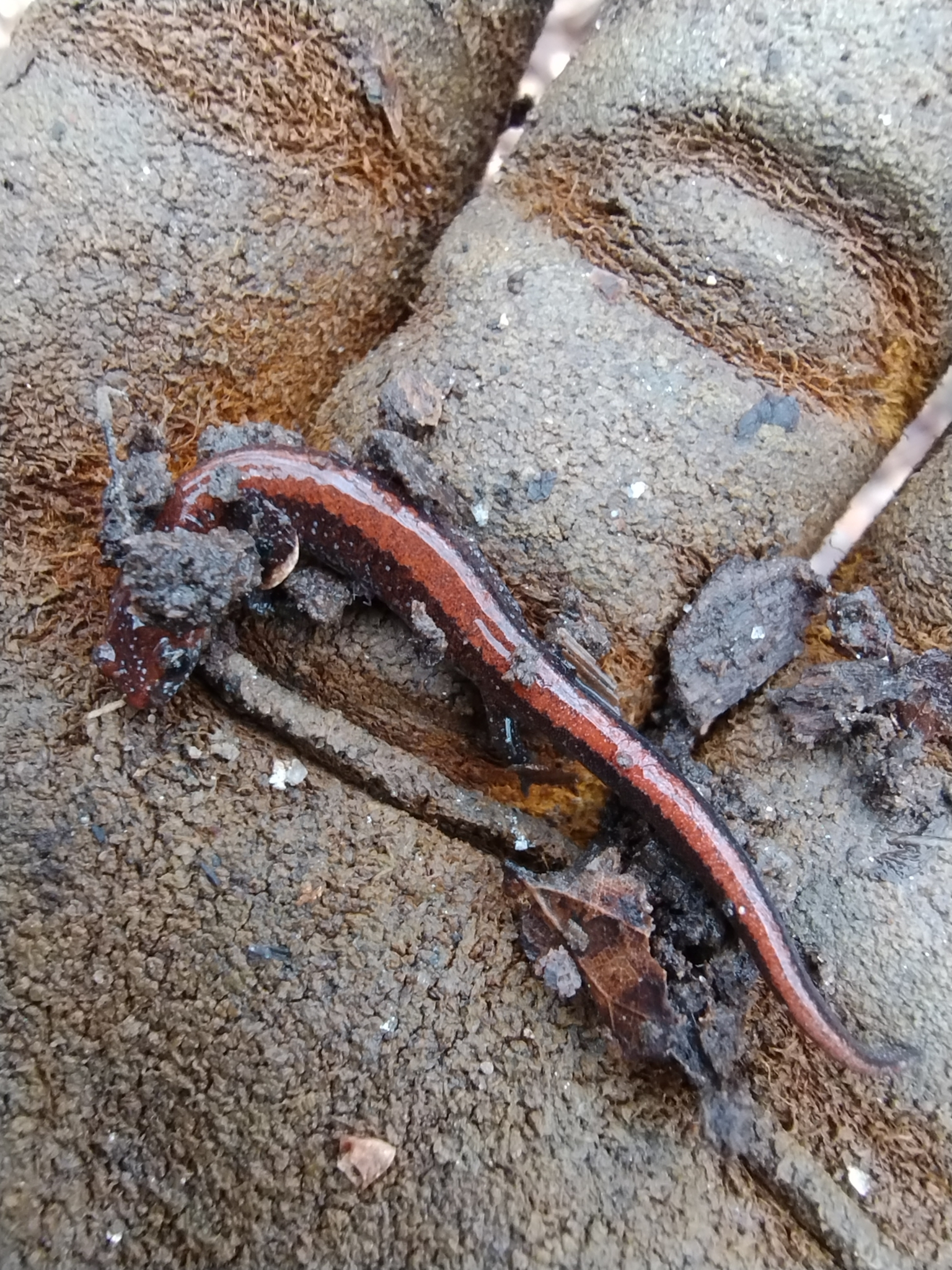 southern red-backed salamander