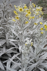 Senecio niveoaureus