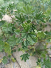 Malva parviflora