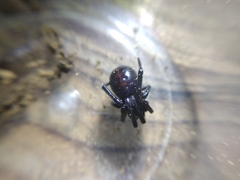 Steatoda paykulliana