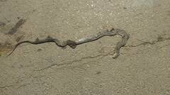 Hemorrhois hippocrepis