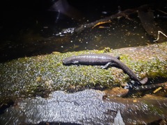 Ambystoma