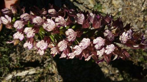 Orchis purpurea image