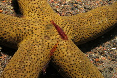 Zenopontonia soror