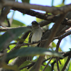 Elaenia albiceps chilensis