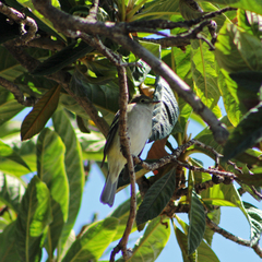 Elaenia albiceps chilensis