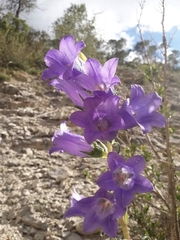 Campanula speciosa
