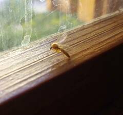 Chrysopilus asiliformis