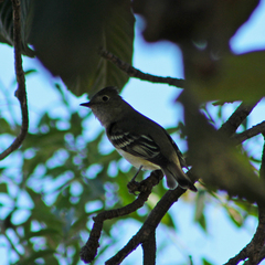Elaenia albiceps chilensis