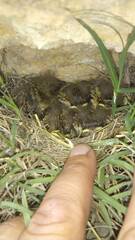 Oenanthe hispanica