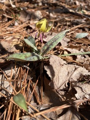 Erythronium
