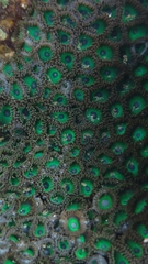 Zoanthus sansibaricus