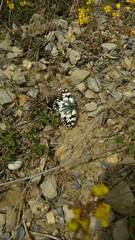 Melanargia ines