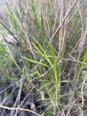 Gutierrezia californica