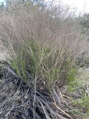 Gutierrezia californica