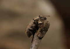 Achradidius ochraceus