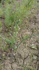 Oenanthe hispanica