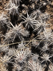 Grusonia clavata