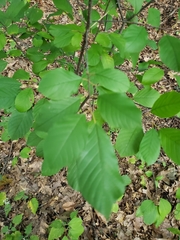 Rhamneae