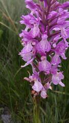 Dactylorhiza elata
